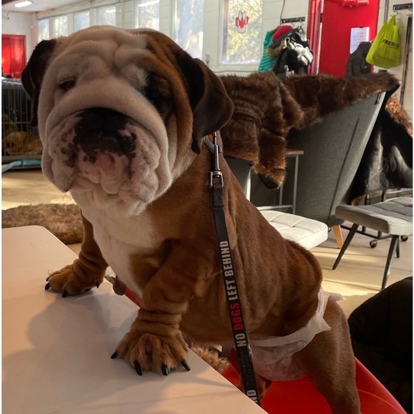 Meet your Posher, Audrey - Picture 7 of 7